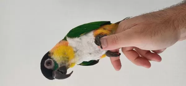Kayık Papağanımız El Besleme
