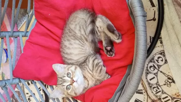 British Shorthair Ve British Golden Yavru Kediler