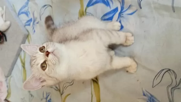 British Shorthair Ve British Golden Yavrularımız