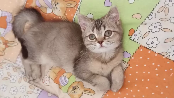 British Shorthair Ve British Golden Yavrularımız
