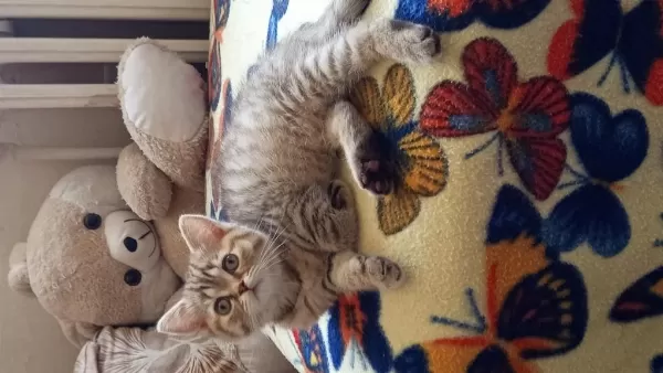 British Shorthair Ve British Golden Yavrularımız