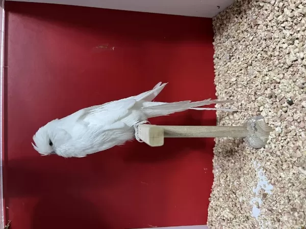 Erkek 2025 Albino Show Muhabbet Kuşu