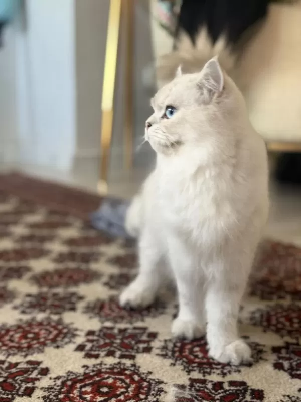 British Longhair Kedisi