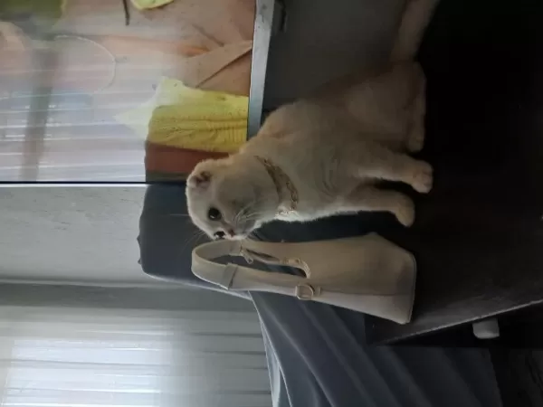 Scottish Fold Oğluma Yuva Arıyorum