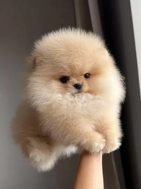 Pomeranian Boo Teddy Bear