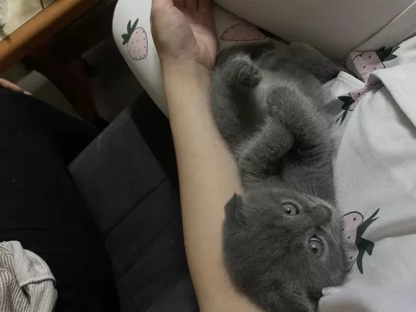 Scottish Fold Yavru Kedimiz 2 Aylık