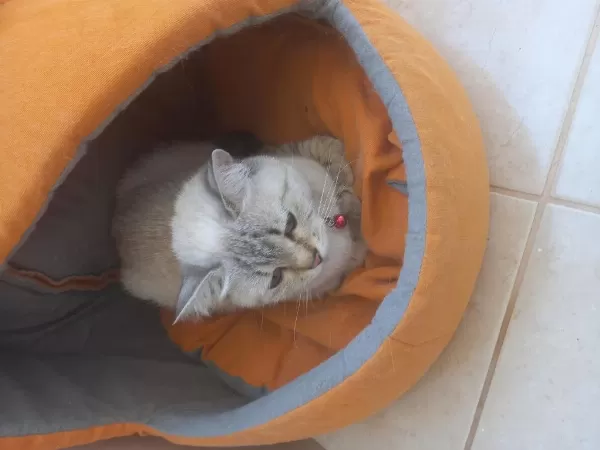 Scottish Fold Kedimizi Sahiplendirmek