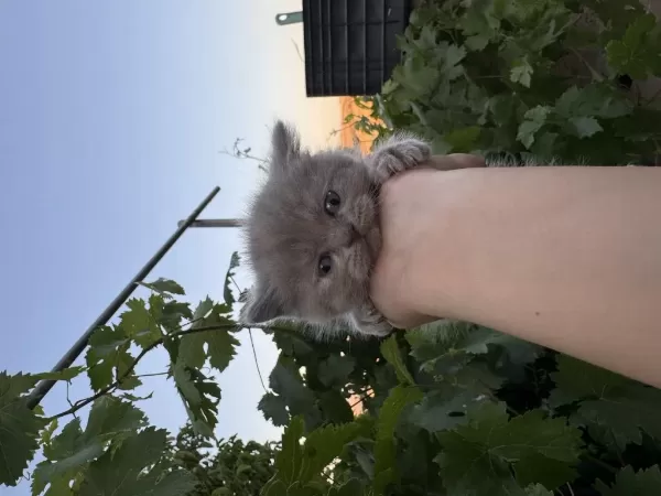 35 Günlük Safkan British Shorthair Yavruları Yuva Arıyor