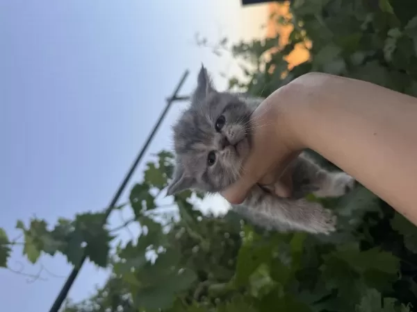 35 Günlük Safkan British Shorthair Yavruları Yuva Arıyor