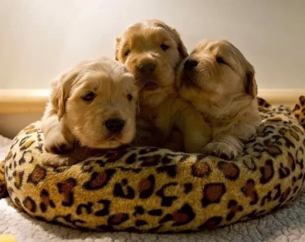 Bebek Yüzlü Golden Retriever Yavrular