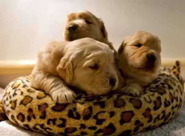 Bebek Yüzlü Golden Retriever Yavrular