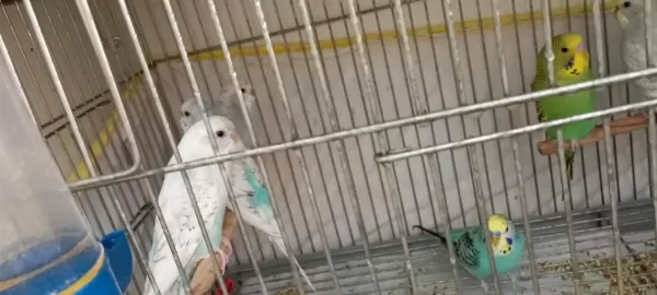 Muhabbet Kuşu Yavru Ve Yetişkin