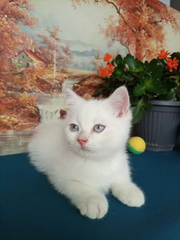 Erkek Yavru British Shorthair
