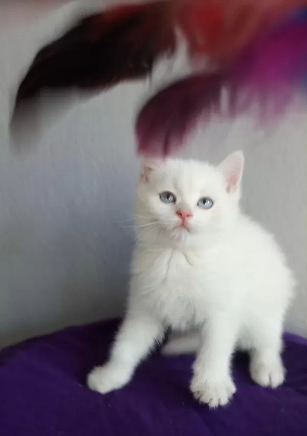 Erkek Yavru British Shorthair