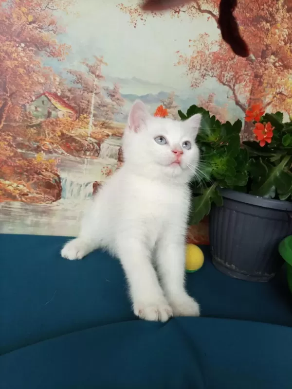 Erkek Yavru British Shorthair