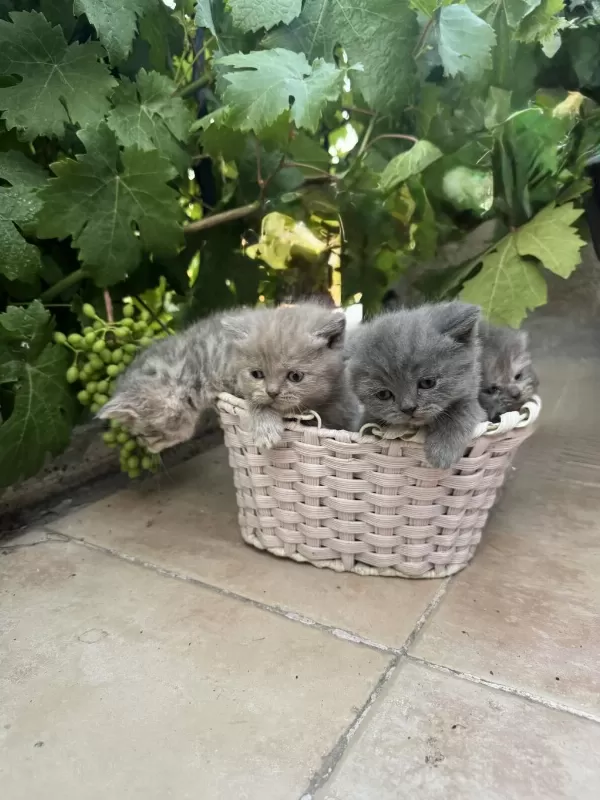 35 Günlük Safkan British Shorthair Yavruları Yuva Arıyor