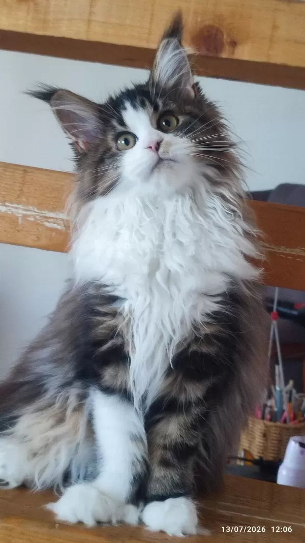 Şeceresi Şampiyonlar İle Dolu Polidaktil Dev Maine Coon