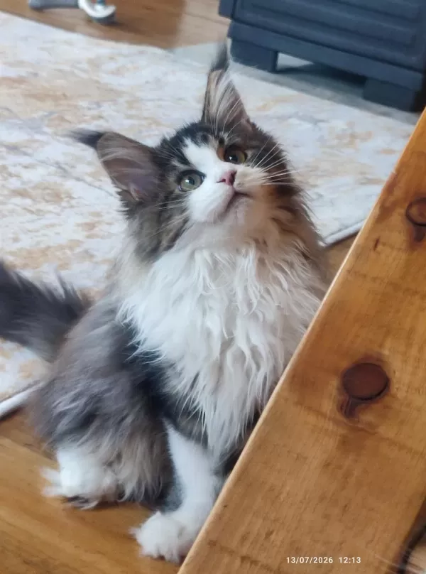 Şeceresi Şampiyonlar İle Dolu Polidaktil Dev Maine Coon