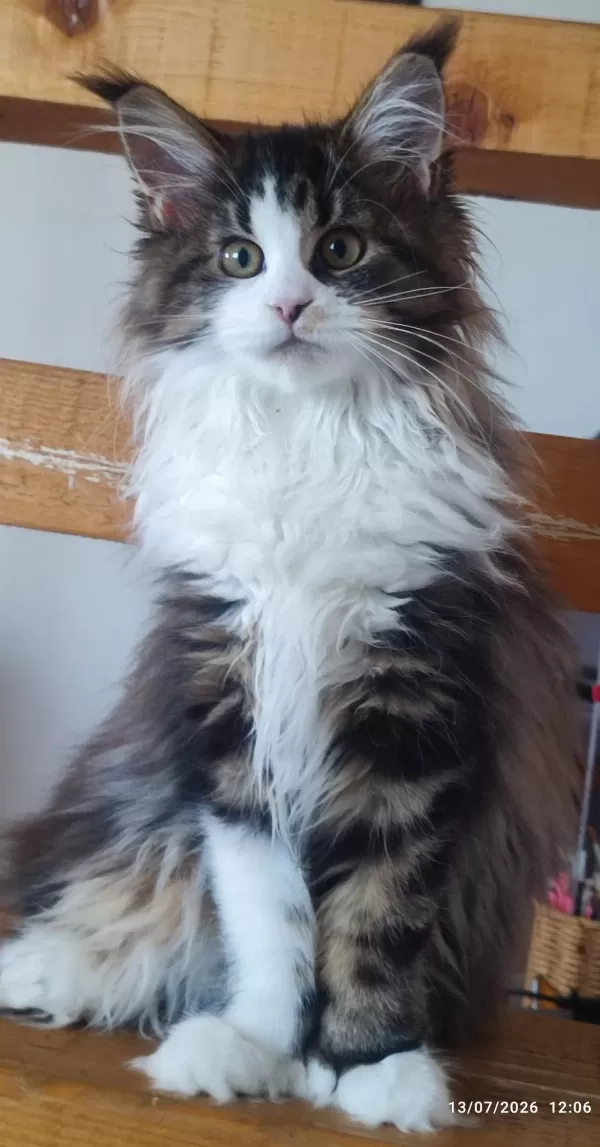 Şeceresi Şampiyonlar İle Dolu Polidaktil Dev Maine Coon
