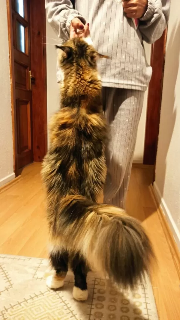Şeceresi Şampiyonlar İle Dolu Polidaktil Dev Maine Coon
