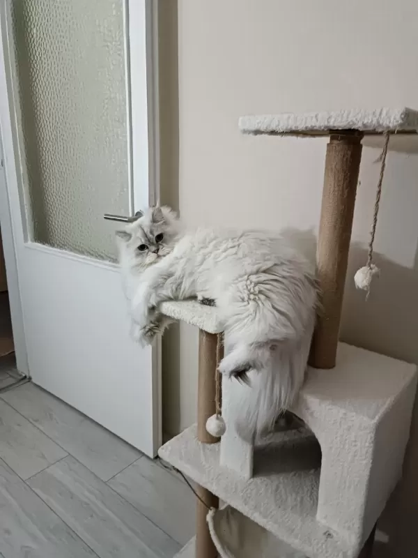 British Longhair Oğlumu Sahiplendireceğim