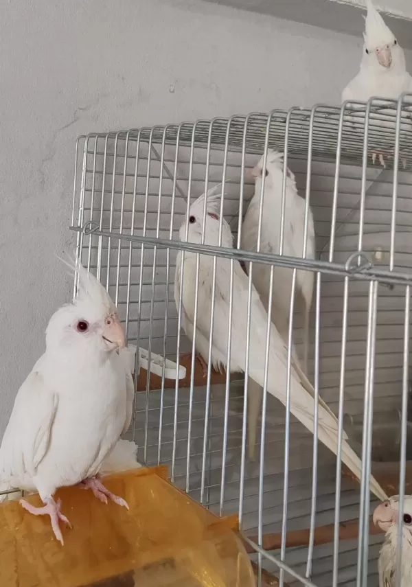 Yavru Alınmış Albino Sultan Papağanı Takım