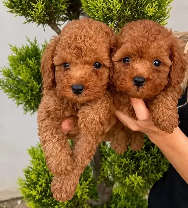 Toy Poodle İrk Garantili Yavrular