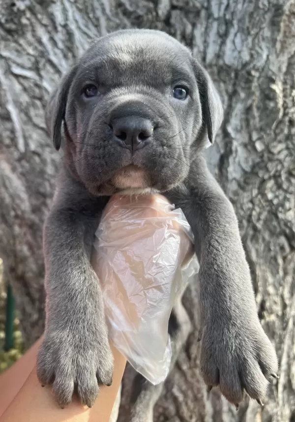 Üst Kalite Cane Corso Yavrular