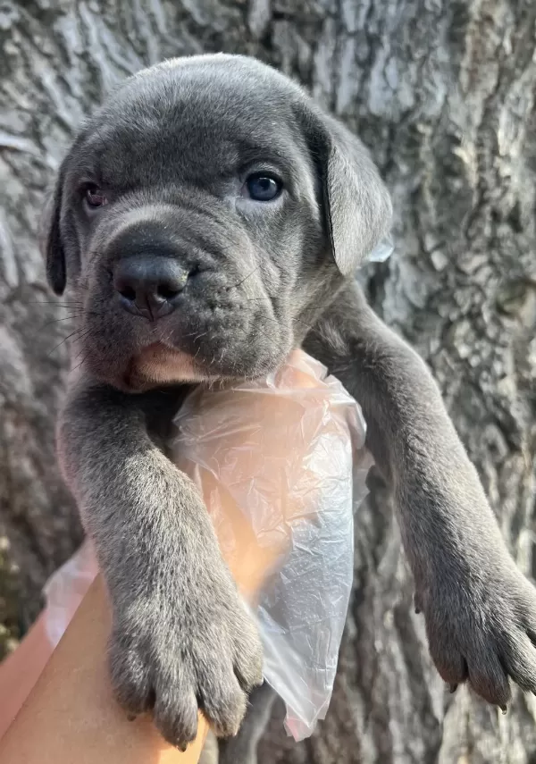 Üst Kalite Cane Corso Yavrular