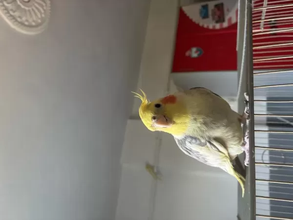 Çift Kuşlarım Taşınacağımız İçin Uygun Fiyat