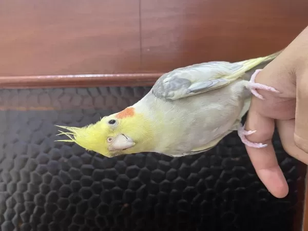 Çift Kuşlarım Taşınacağımız İçin Uygun Fiyat