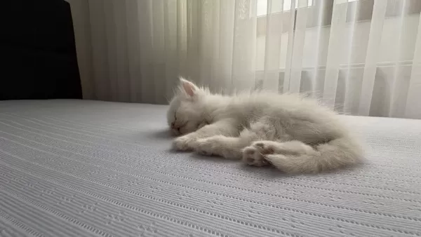 Boncuk Gözlü Kedimiz