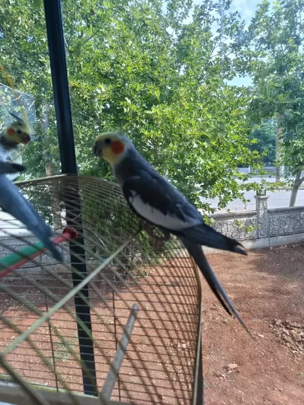 Yetişkin Sultan Papağanı Paşam