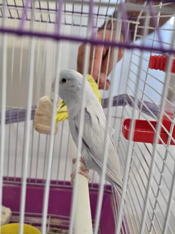 Buz Mavisi Damızlık Erkek Forpus