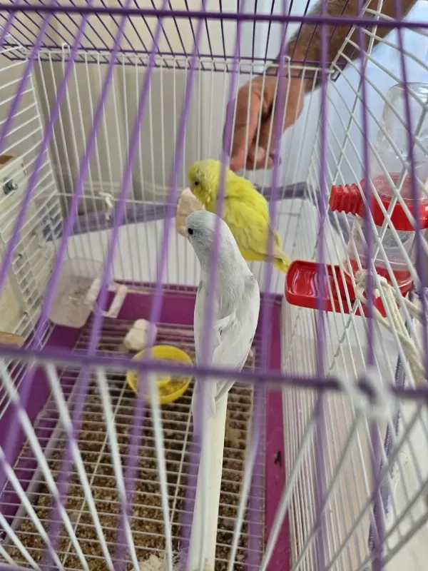 Buz Mavisi Damızlık Erkek Forpus
