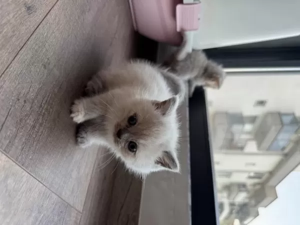 2 Buçuk Aylık Yavru Kedimiz