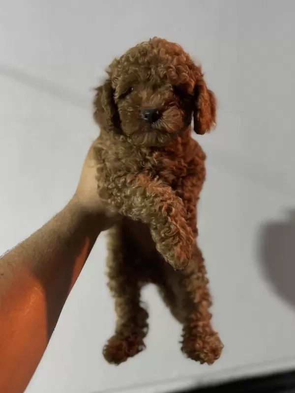 Orjinal 0 Numara Toy Poodle Yavrular