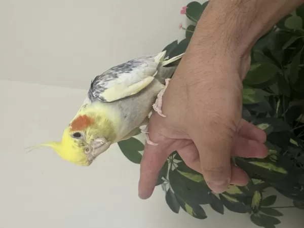 Konuşan Sultan Papağanı 81 İle Gönderim Mevcuttur