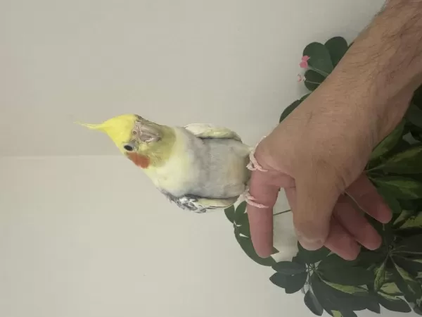 Konuşan Sultan Papağanı 81 İle Gönderim Mevcuttur