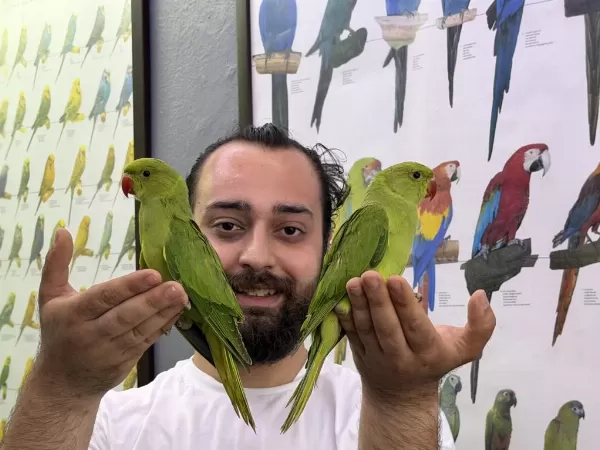 Bebek Yavru Pakistan Papağanlarımız