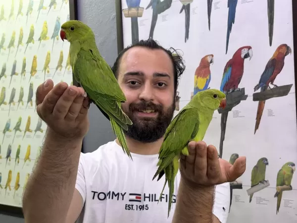 Bebek Yavru Pakistan Papağanlarımız