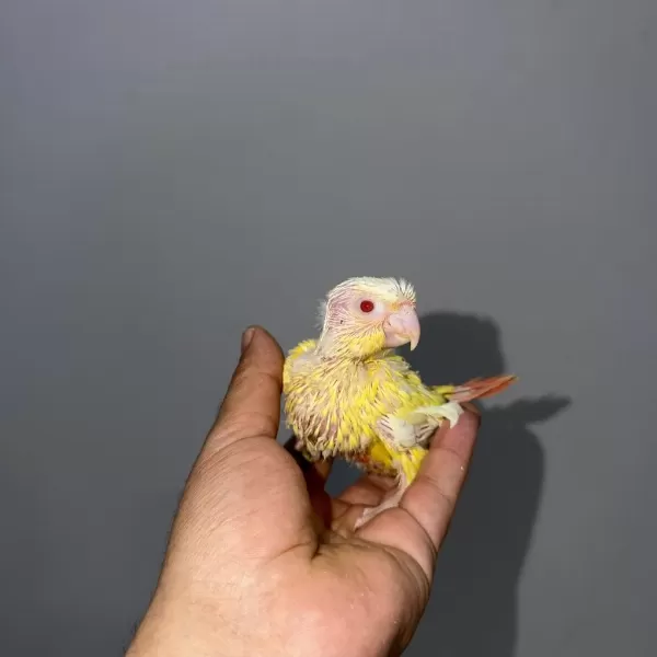 Lutino Konur Yavru Kirmizi Göz