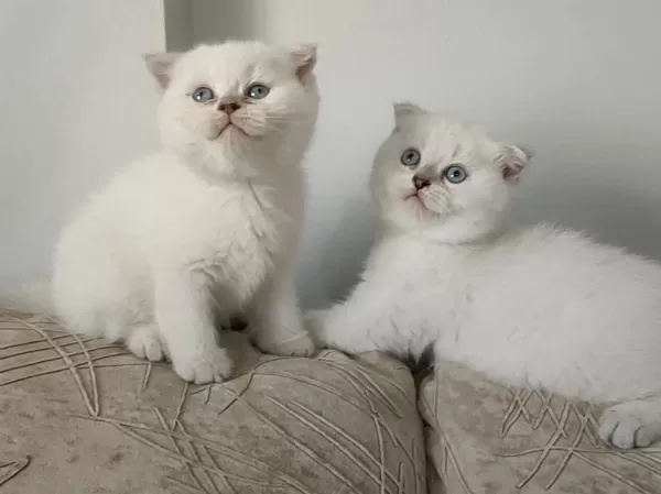 Sağlıklı Scottish Fold Yavru
