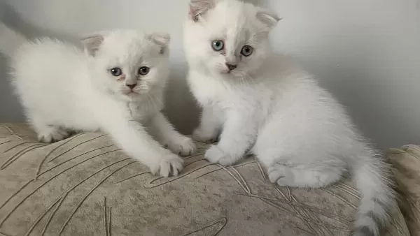 Sağlıklı Scottish Fold Yavru
