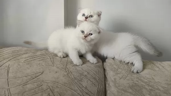 Sağlıklı Scottish Fold Yavru