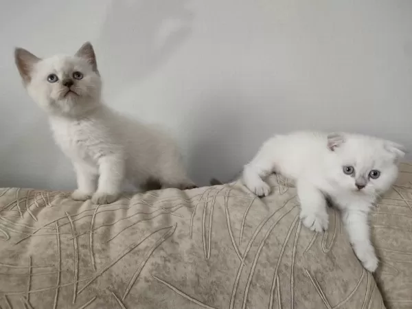Sağlıklı Scottish Fold Yavru