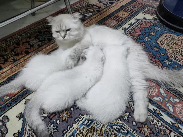 Sağlıklı Scottish Fold Yavru