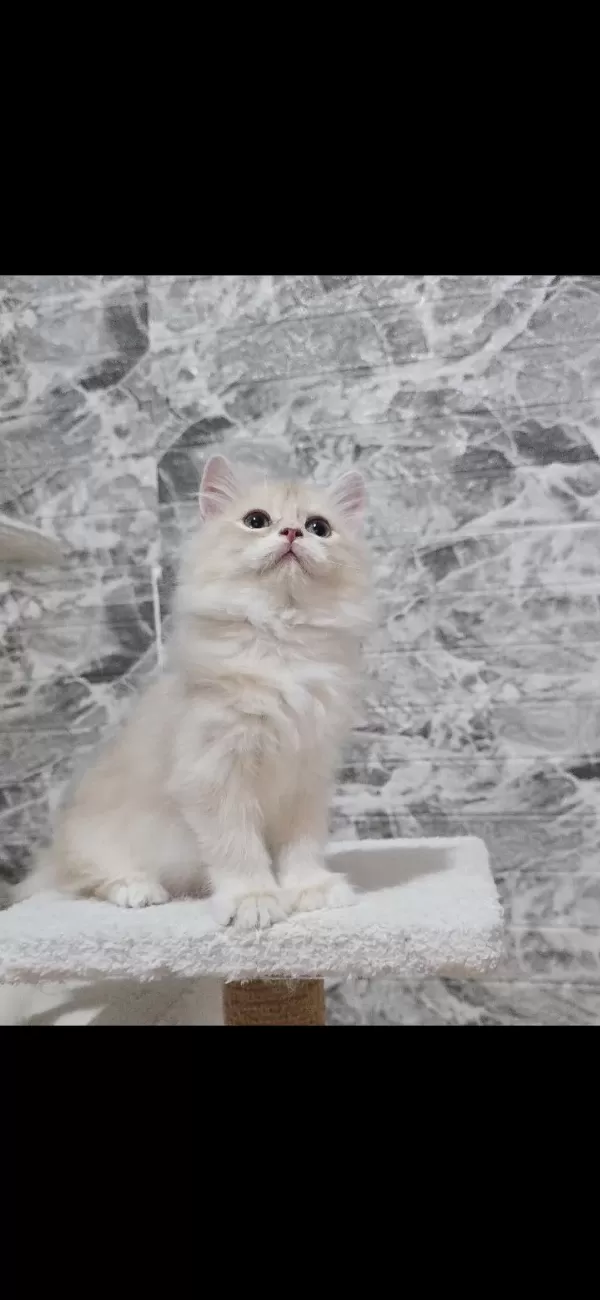 Orijinal Safkan British Longhair Erkek Yavru