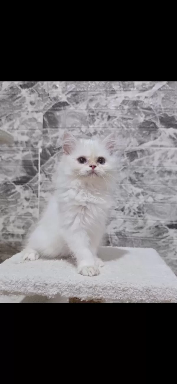 Orijinal Safkan British Longhair Dişi Yavru