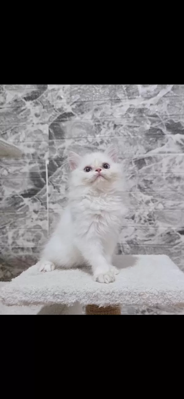 Orijinal Safkan British Longhair Dişi Yavru